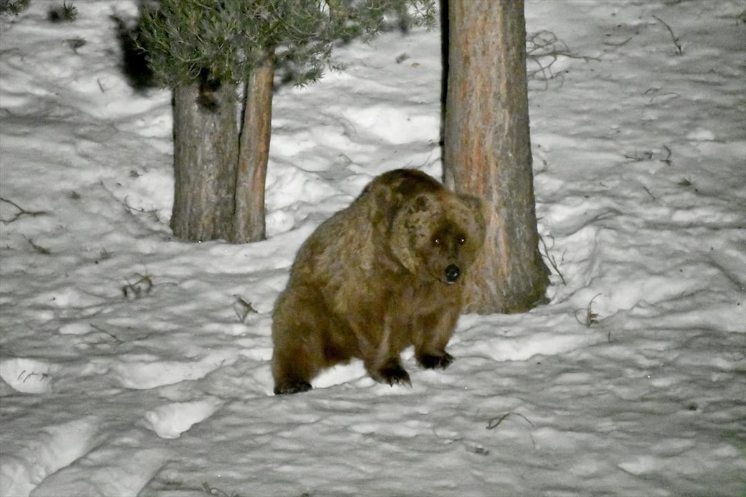 Kış uykusundan uyanan bozayılar &ccedil;&ouml;pl&uuml;ğ&uuml;n yolunu tuttu 