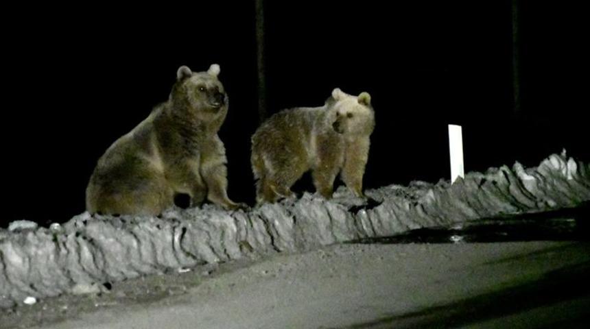 Kış uykusundan uyanan bozayılar &ccedil;&ouml;pl&uuml;ğ&uuml;n yolunu tuttu