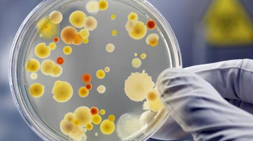 ABD'li bilim adamlarından şaşırtan keşif! Havada binlerce kilometre gidebiliyorlar