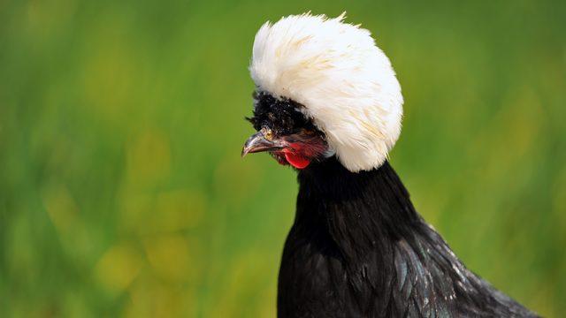 'Rahibe fizan' tavuk cinsi, ilginç görünümüyle dikkat çekiyor