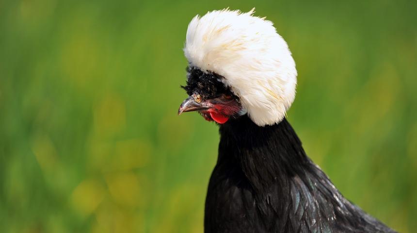 'Rahibe fizan' tavuk cinsi, ilgin&ccedil; g&ouml;r&uuml;n&uuml;m&uuml;yle dikkat &ccedil;ekiyor