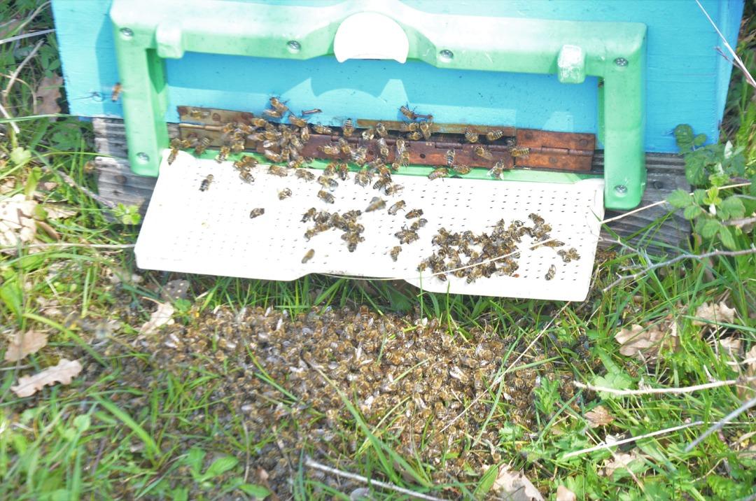 Osmangazi'de korkutan g&ouml;r&uuml;nt&uuml;! Onlarca arı bir anda &ouml;ld&uuml;