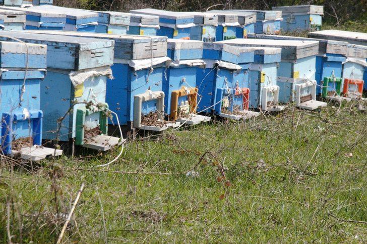 Osmangazi'de korkutan görüntü! Onlarca arı bir anda öldü G2