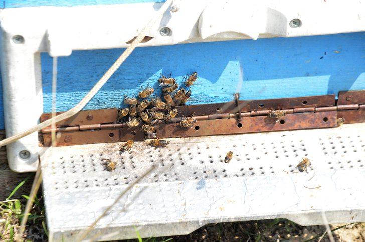 Osmangazi'de korkutan görüntü! Onlarca arı bir anda öldü G3