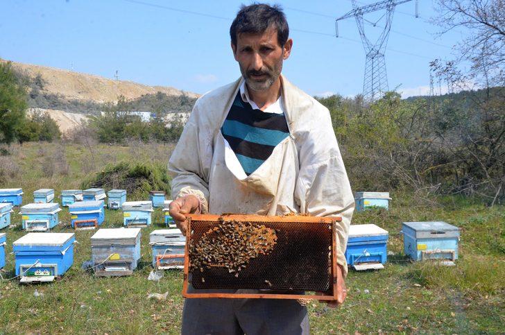 Osmangazi'de korkutan görüntü! Onlarca arı bir anda öldü G4