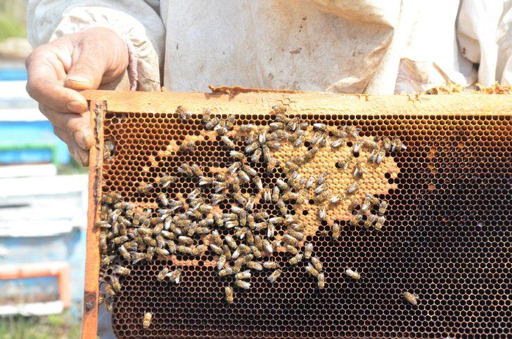 Osmangazi'de korkutan görüntü! Onlarca arı bir anda öldü G5