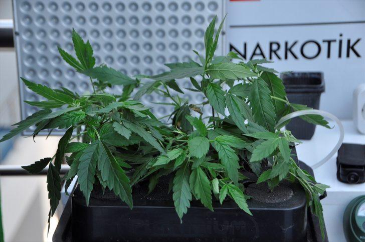 Evde topraksız tarımla Hint keneviri yetiştirmiş  G1