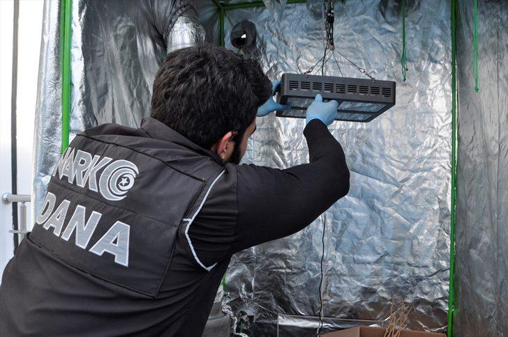 Evde topraksız tarımla Hint keneviri yetiştirmiş  G5