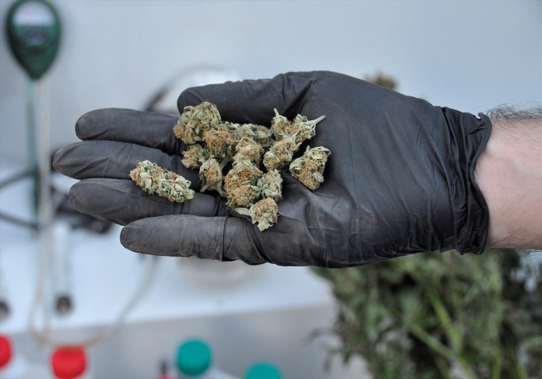 Evde topraksız tarımla Hint keneviri yetiştirmiş 