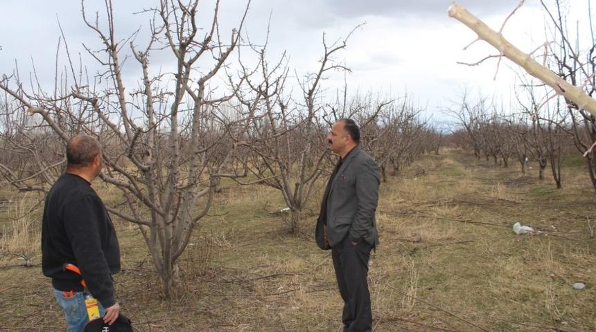 Meyve ağa&ccedil;larında budama sezonu
