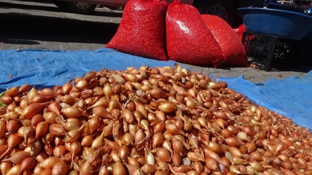 Tohumluk soğan fiyatları el yakıyor