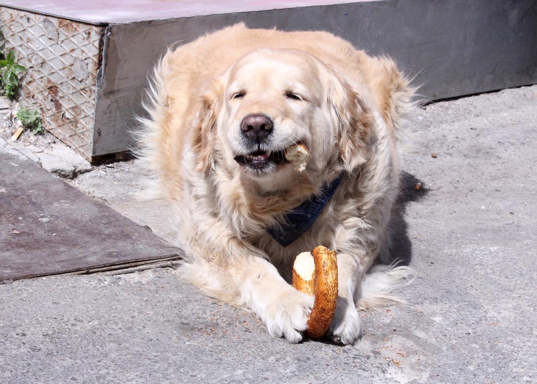  İzmir gevreği sevdalısı Daisy g&ouml;renleri şaşırtıyor