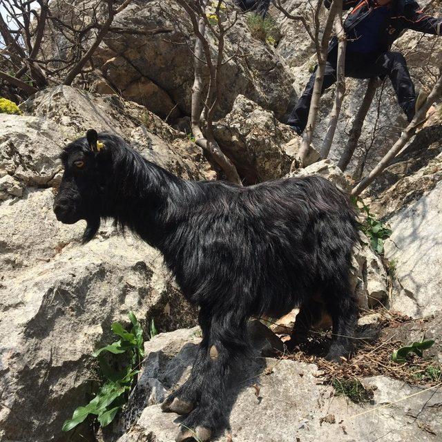 AFAD’tan keçi kurtarma operasyonu