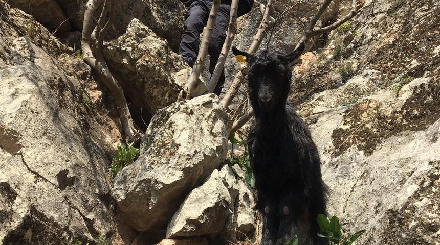 AFAD&rsquo;tan ke&ccedil;i kurtarma operasyonu