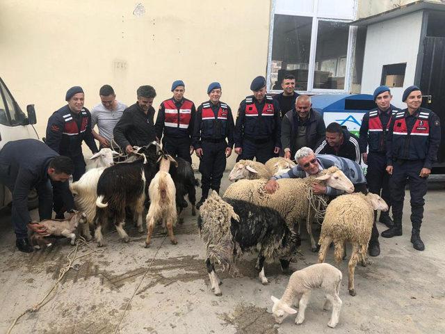 Jandarmanın bulduğu çalınan koyunlarına sarıldı