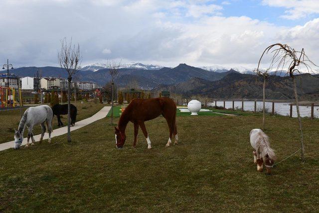 Tunceli’ye 