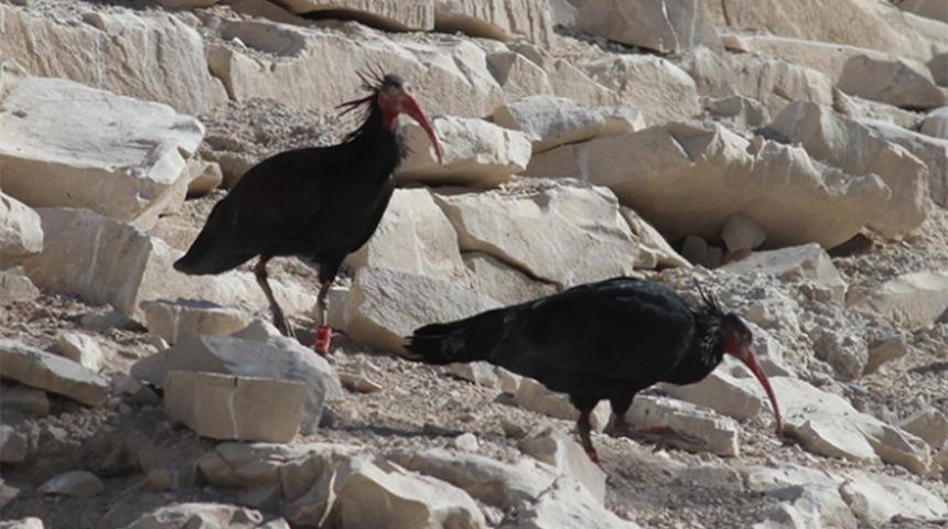 Koruma altındaki kelaynaklara elektrik koruması!