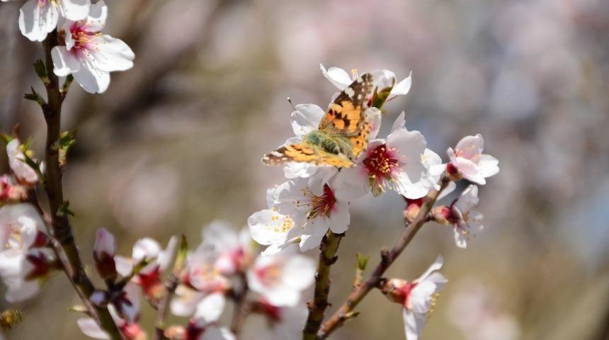 Akseki&rsquo;de badem ağa&ccedil;ları &ccedil;i&ccedil;ek a&ccedil;tı