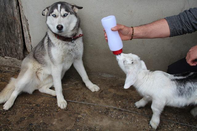 Oğlak ile köpeğin dostluğu