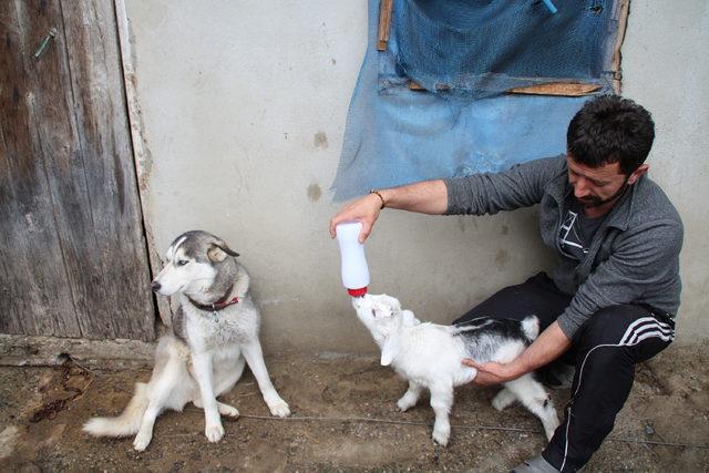 Oğlak ile köpeğin dostluğu