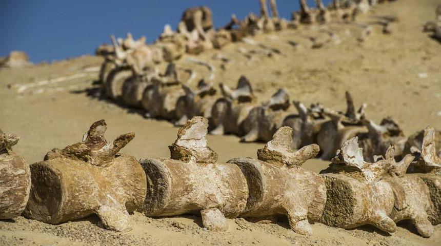 Mısır çöllerindeki 40 milyon yıllık balina fosilleri!