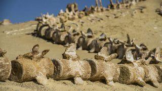 Mısır çöllerindeki 40 milyon yıllık balina fosilleri!