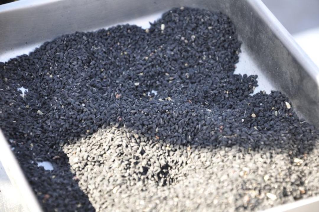 Pazarda herkesin g&ouml;z&uuml; &ouml;n&uuml;nde yapıyor! Kilosu 90 liradan alıcı buluyor