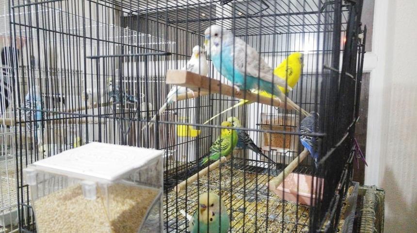 Bu kuşlar &rsquo;t&uuml;rk&uuml;&rsquo; dinleyerek b&uuml;y&uuml;yor