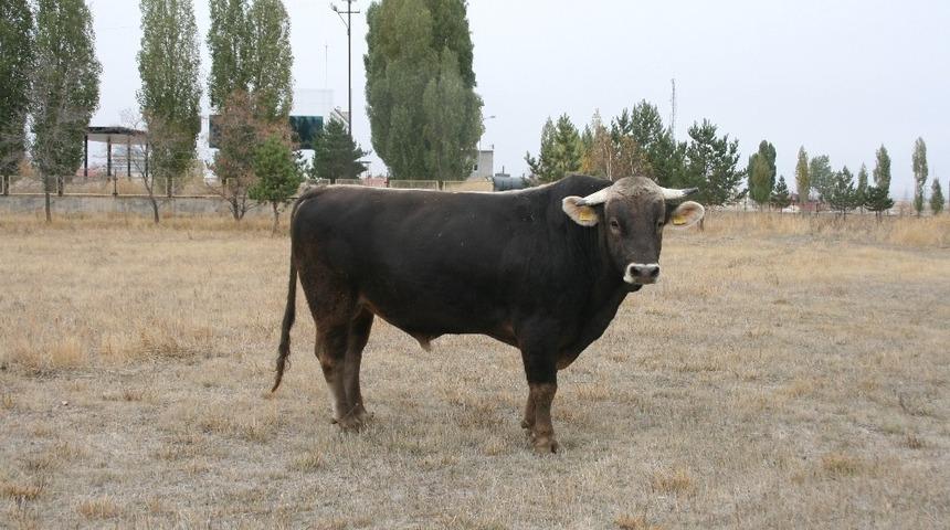 Damızlık hayvan satışı