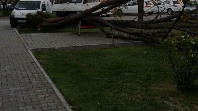 İzmir’de şiddetli rüzgar hayatı olumsuz etkiledi (3)