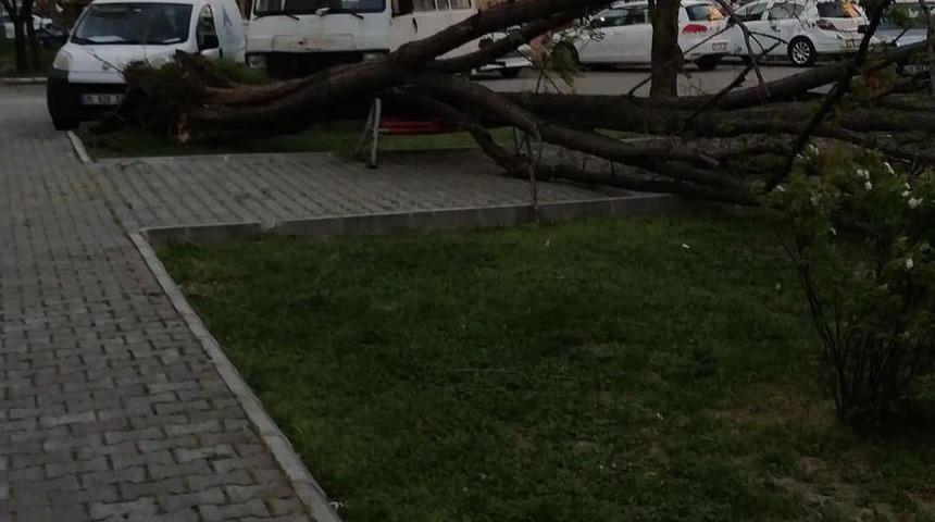 İzmir’de şiddetli rüzgar hayatı olumsuz etkiledi (3)