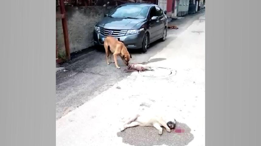 Yavruları telef olan köpek mahalle sakinlerini duygulandırdı