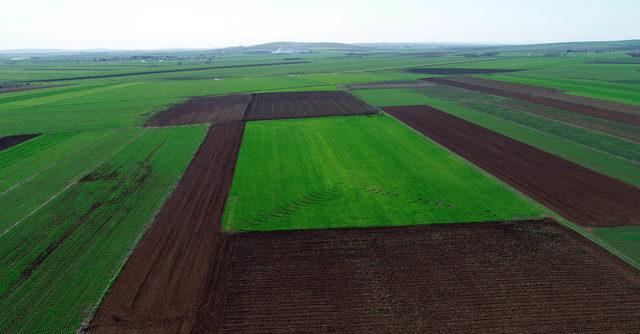 Güneydoğu'da yağışlar çiftçinin yüzünü güldürdü, rekolte artışı bekleniyor