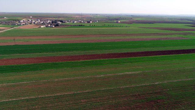 Güneydoğu'da yağışlar çiftçinin yüzünü güldürdü, rekolte artışı bekleniyor