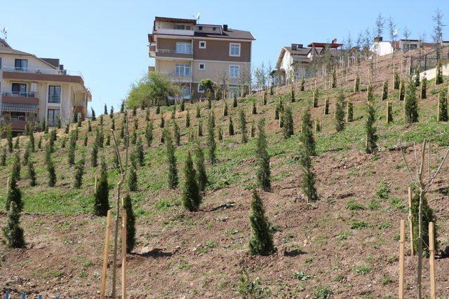 Kaşgaldere Mesire alanına 6 bin fidan dikildi