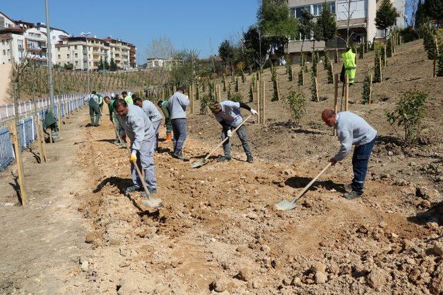 Kaşgaldere Mesire alanına 6 bin fidan dikildi