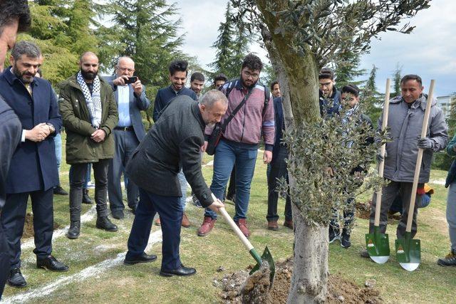 Filistinli öğrenciler SAÜ’de zeytin fidanı dikti