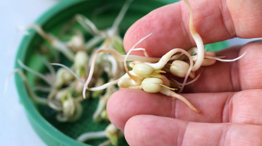 Cin b&ouml;r&uuml;lcesi olarak biliniyor! Yedik&ccedil;e kilo verdiyor