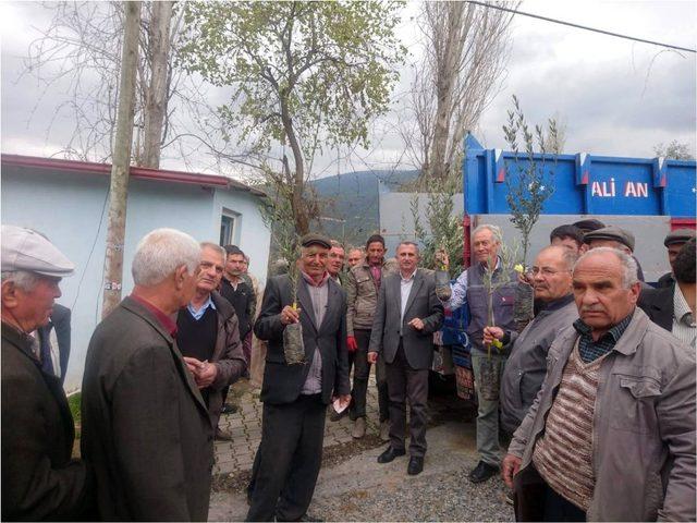 Aydın’da sertifikalı zeytin fidanı dağıtımı başladı