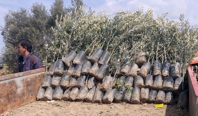 Aydın’da sertifikalı zeytin fidanı dağıtımı başladı