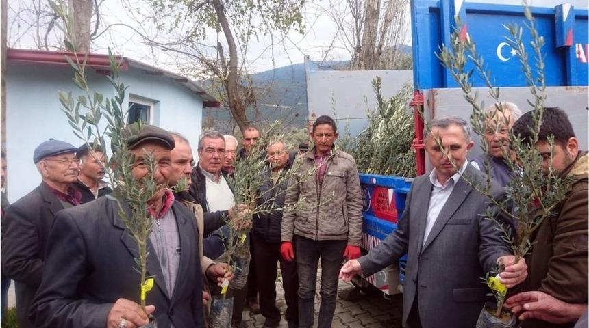 Aydın&rsquo;da sertifikalı zeytin fidanı dağıtımı başladı