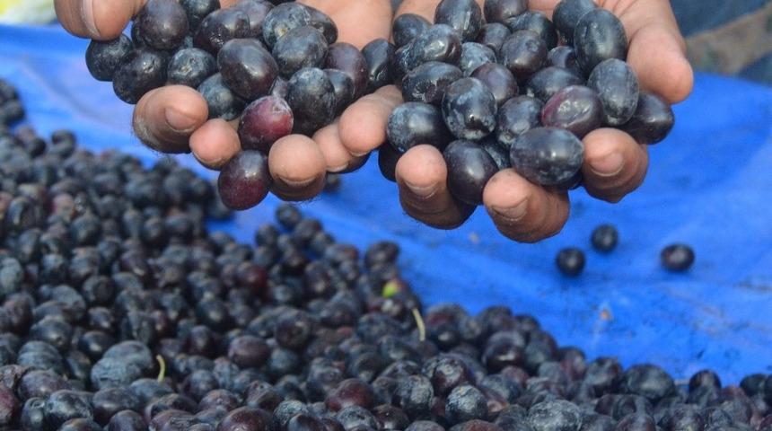 Didim zeytin ve zeytinyağında markalaşmaya gidiyor