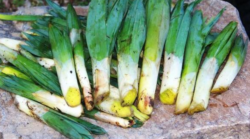 Türkiye'nin en şifalı mutfağı! Binbir çeşit otları her derde deva! 