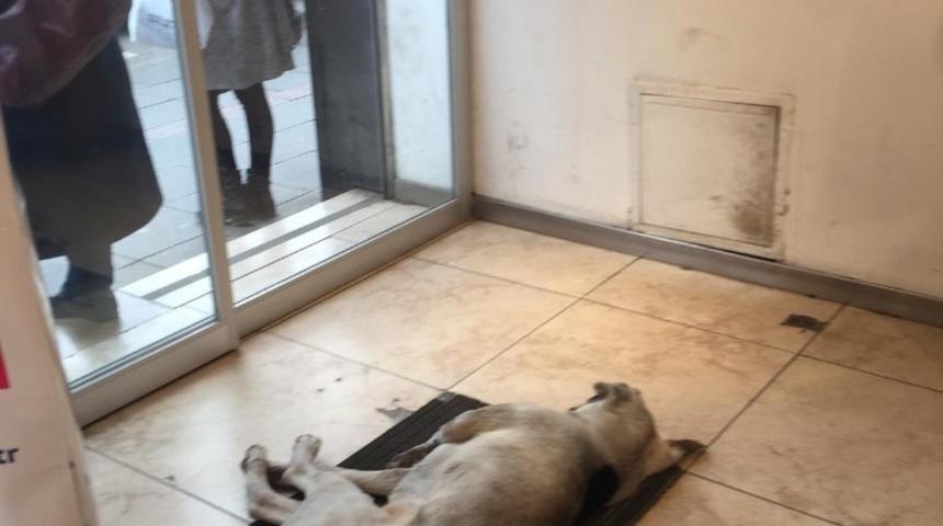 Soğuktan donmak üzere sokak köpeğine sahip çıktılar