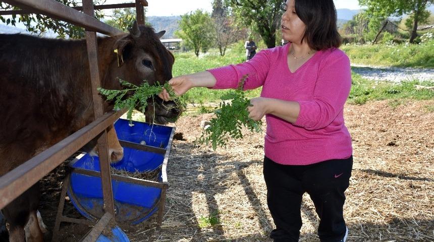 Gen&ccedil; &ccedil;ift&ccedil;ilerin hayvanları dağıtılmaya başlandı