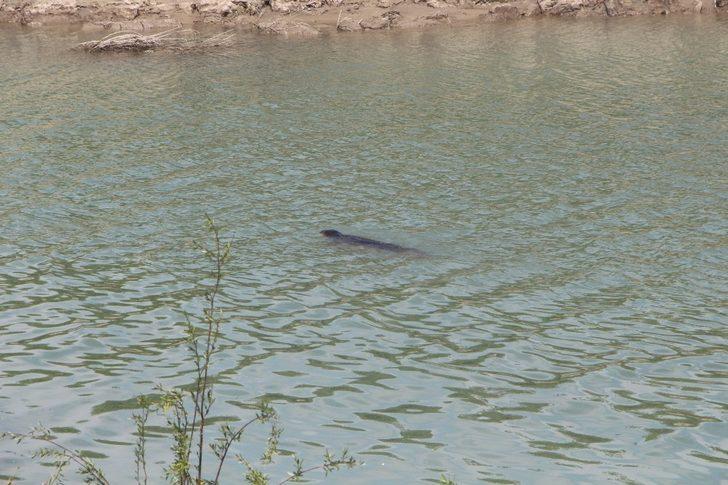 Görür görmez telefona sarıldılar! Aksu Çayı'nda şaşırtan anlar G4