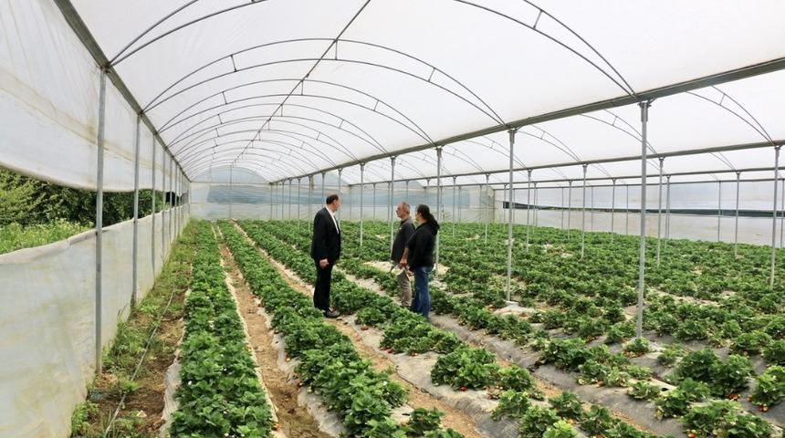 Adana’da kadın girişimciden çilek serası