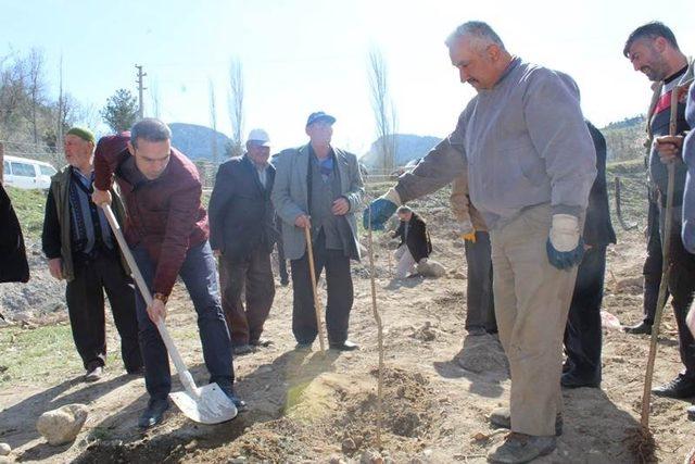 Dereli köyüne gelir getirici fidan dikildi