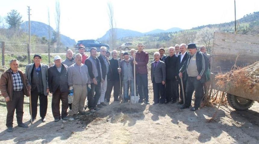 Dereli k&ouml;y&uuml;ne gelir getirici fidan dikildi