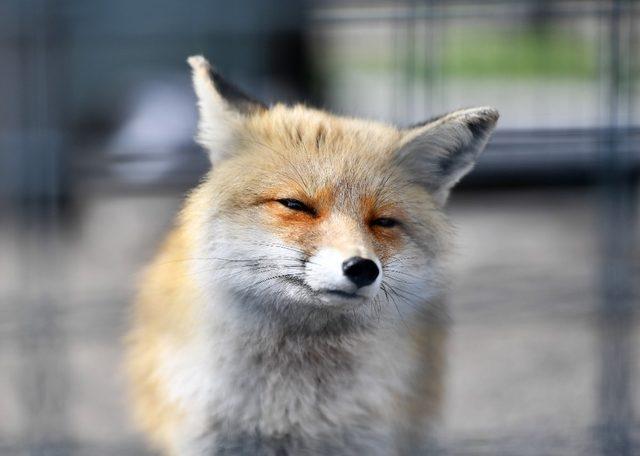 Sincan Hayvanat Bah&ccedil;esi&rsquo;nin en yeni &uuml;yeleri 1